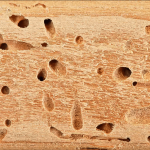 6-things-you-want-to-find-out-about-paying-for-termite-damage