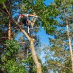 low-cost-tree-service-in-boca-raton-fl