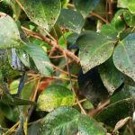 new-pest-ficus-whitefly