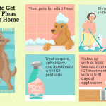 how-to-handle-fleas-in-your-house