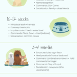 full-puppy-training-schedule-by-age